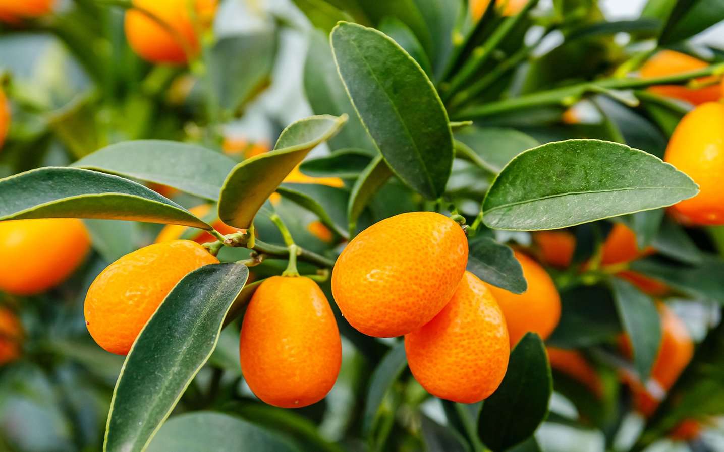 Kumquat